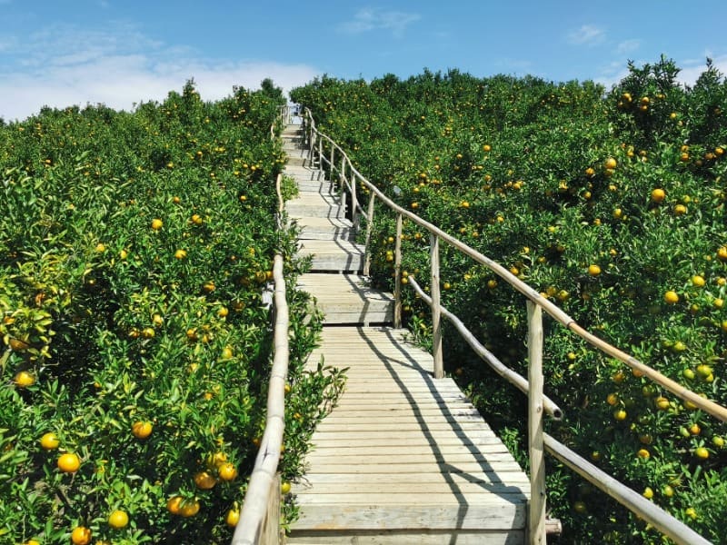 Orange-Farm-Mon-Cham-5