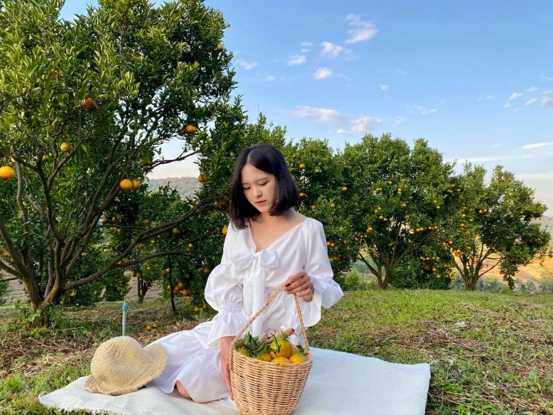 JINJU the orange farm 1