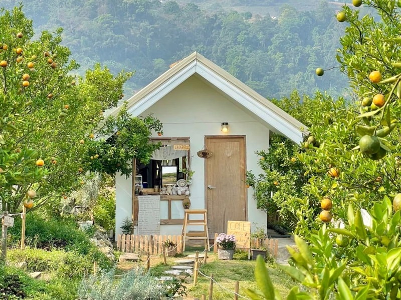 JINJU the orange farm 2