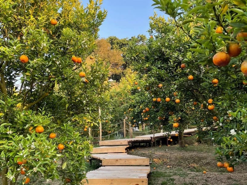 JINJU the orange farm 3