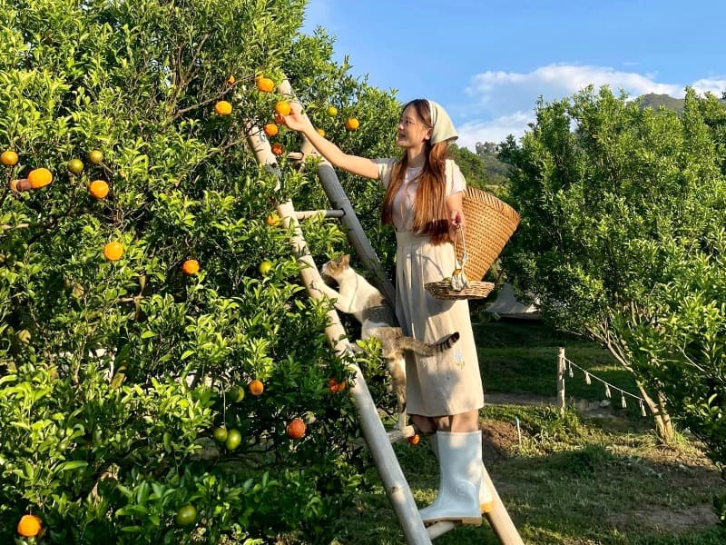 JINJU the orange farm 5