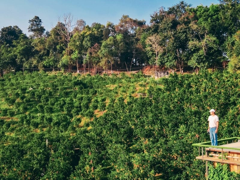 Orange Garden My Garden 6