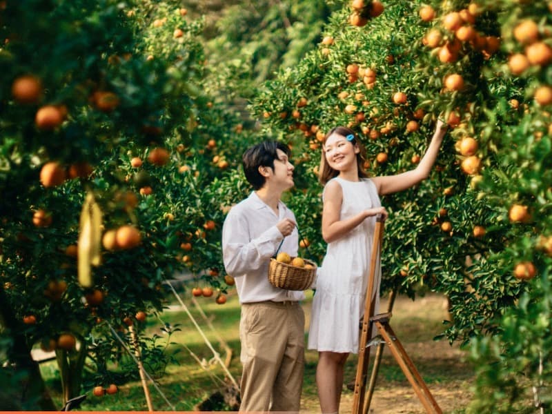 Orange Garden My Garden 7