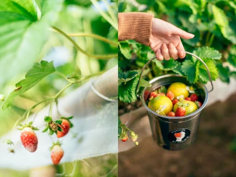 Orange Garden My Garden 8