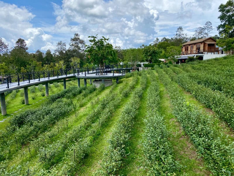 打卡清邁最新茶園 湄安PASSA茶園