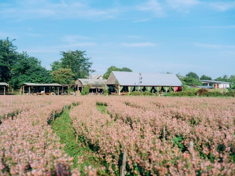 I Love Flower Farm 22